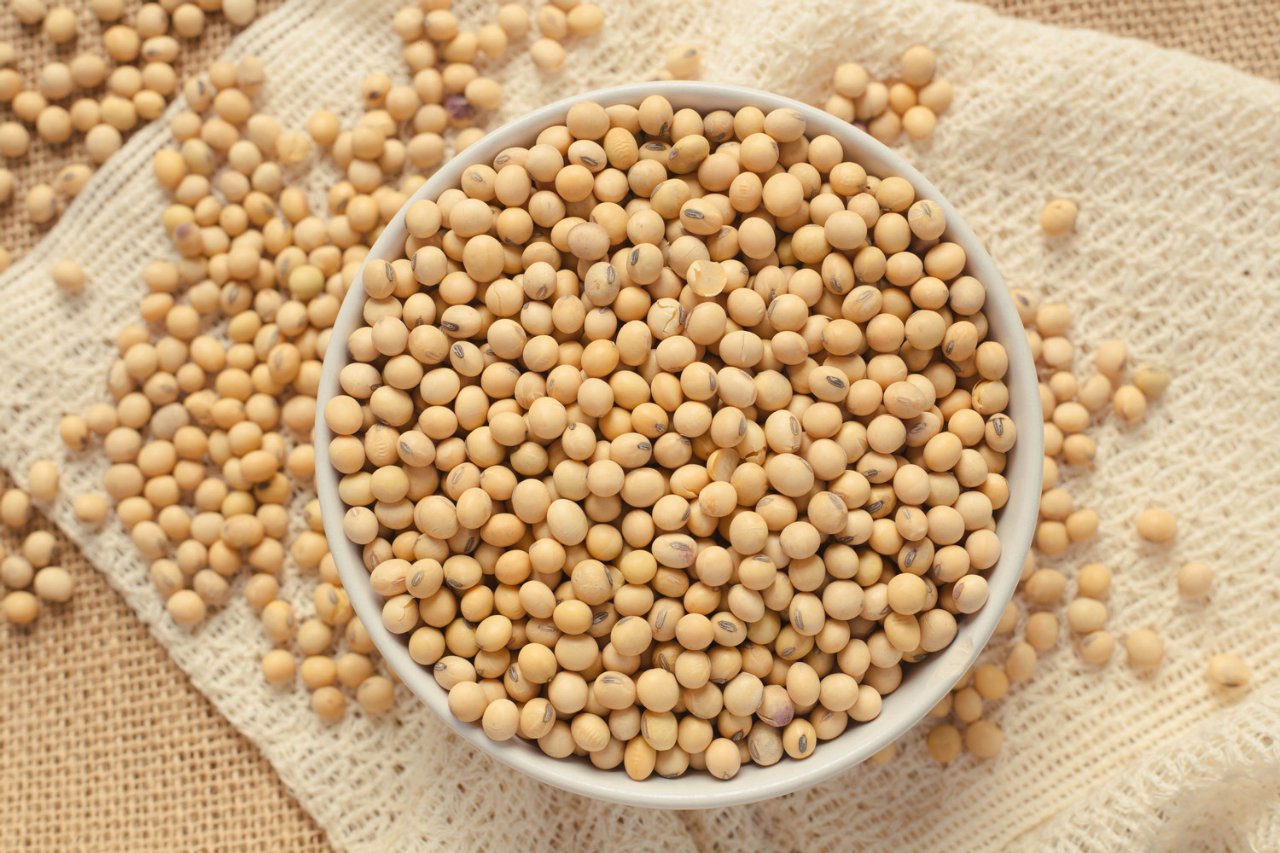 Brazilian SoyBean