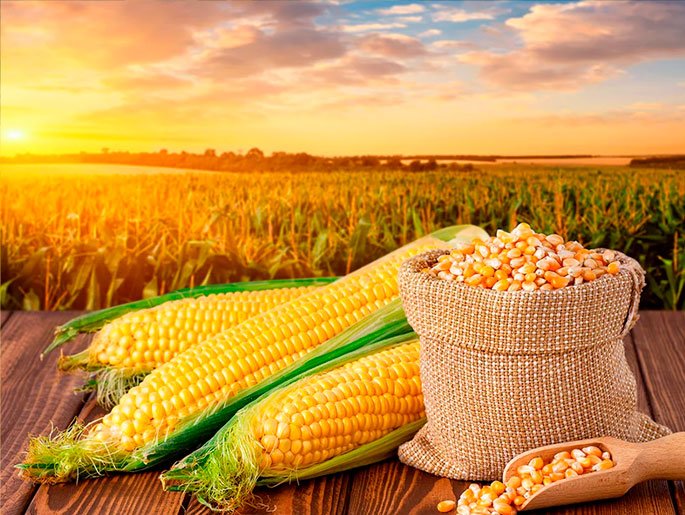 Corn for Human and Animal Consumption
