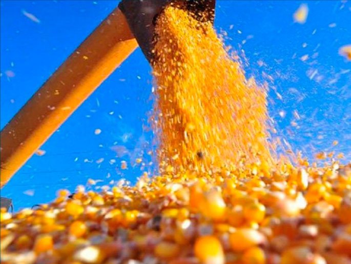 GMO Yellow Corn for Animal Feed