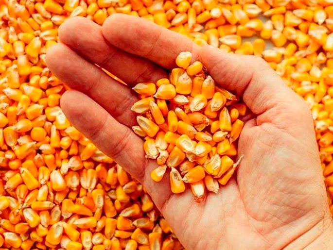Yellow Corn for Animal Feed